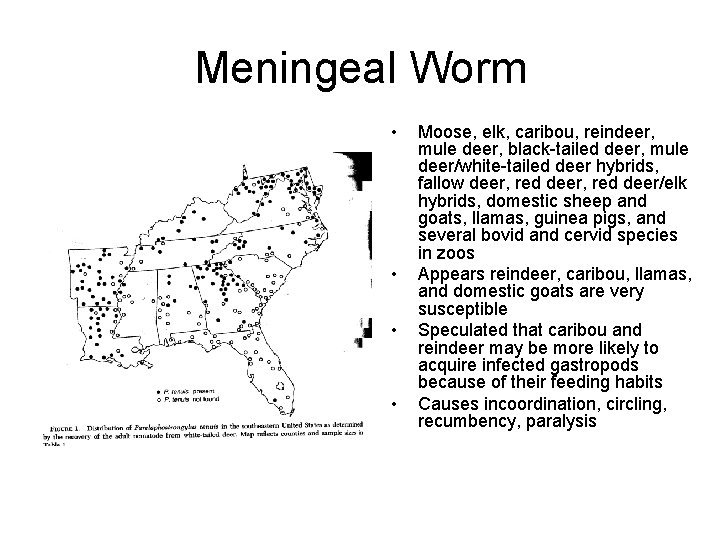Meningeal Worm • • Moose, elk, caribou, reindeer, mule deer, black-tailed deer, mule deer/white-tailed