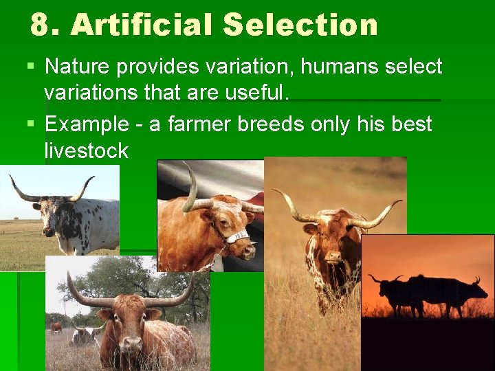 8. Artificial Selection § Nature provides variation, humans select variations that are useful. §