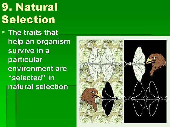 9. Natural Selection § The traits that help an organism survive in a particular