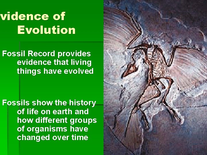 Evidence of Evolution Fossil Record provides evidence that living things have evolved Fossils show