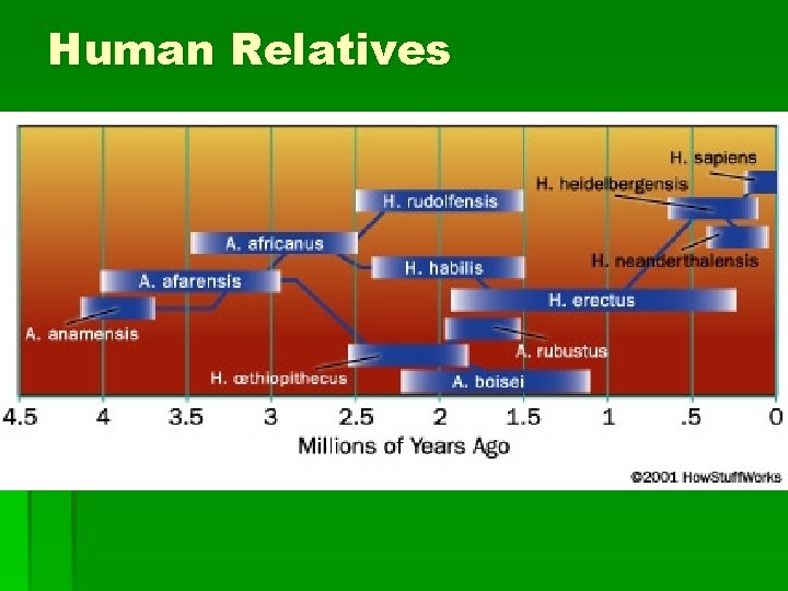 Human Relatives 