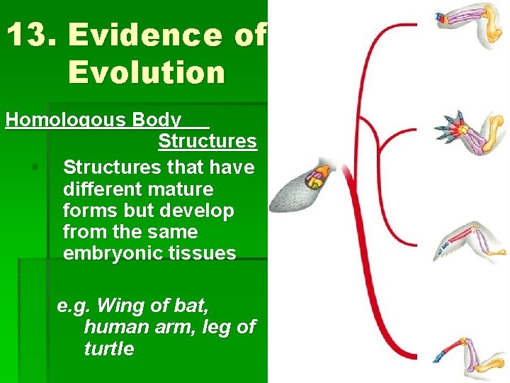 13. Evidence of Evolution Homologous Body Structures § Structures that have different mature forms