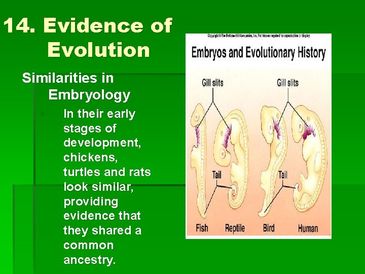 14. Evidence of Evolution Similarities in Embryology § In their early stages of development,