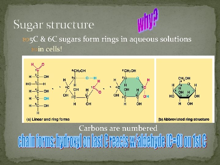 Sugar structure 5 C & 6 C sugars form rings in aqueous solutions in