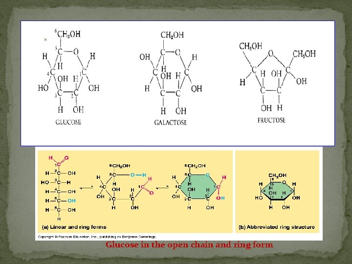 Glucose in the open chain and ring form 