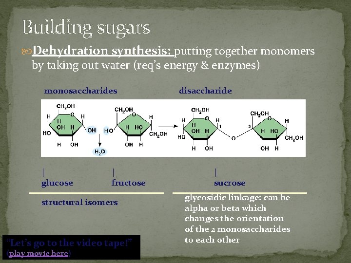 Building sugars Dehydration synthesis: putting together monomers by taking out water (req’s energy &