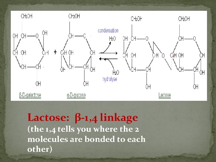 Lactose: β-1, 4 linkage (the 1, 4 tells you where the 2 molecules are