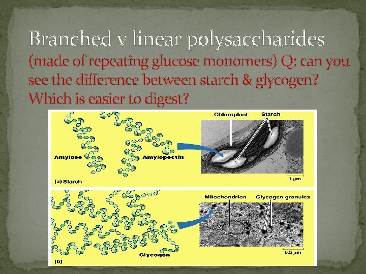 Branched v linear polysaccharides (made of repeating glucose monomers) Q: can you see the