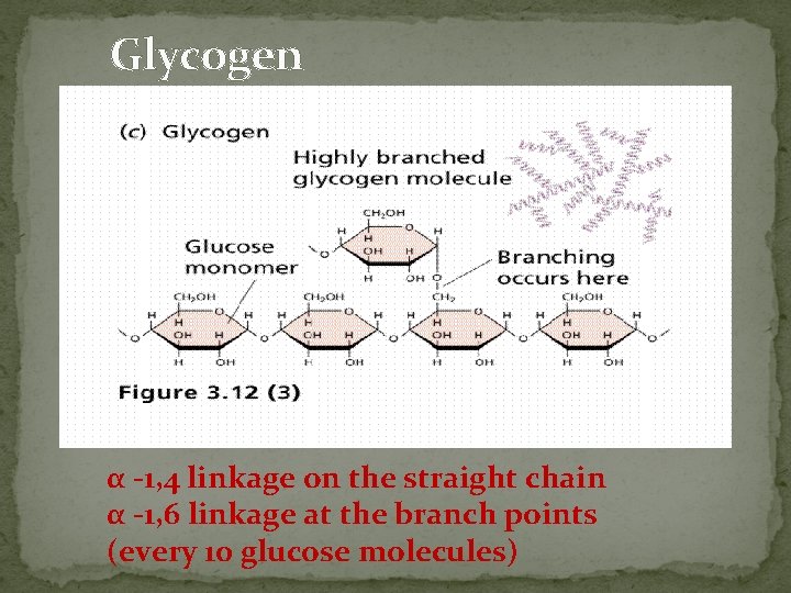 Glycogen α -1, 4 linkage on the straight chain α -1, 6 linkage at