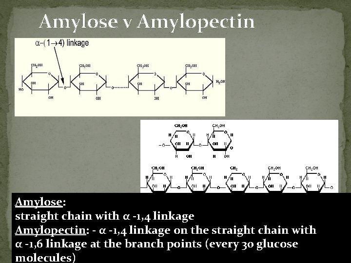 Amylose v Amylopectin Amylose: straight chain with α -1, 4 linkage Amylopectin: - α