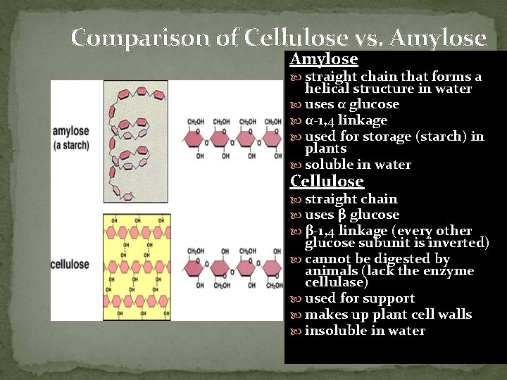 Comparison of Cellulose vs. Amylose straight chain that forms a helical structure in water