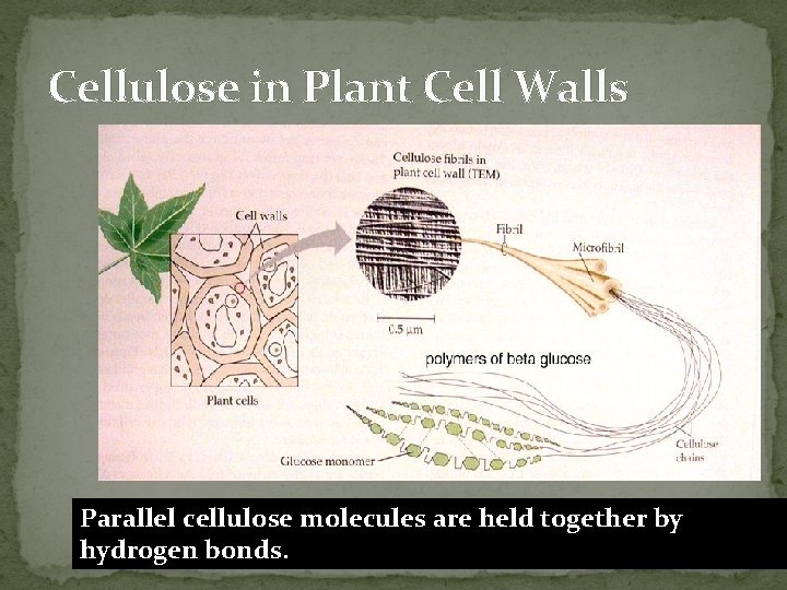 Cellulose in Plant Cell Walls Parallel cellulose molecules are held together by hydrogen bonds.