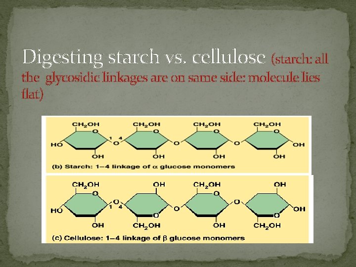 Digesting starch vs. cellulose (starch: all the glycosidic linkages are on same side: molecule