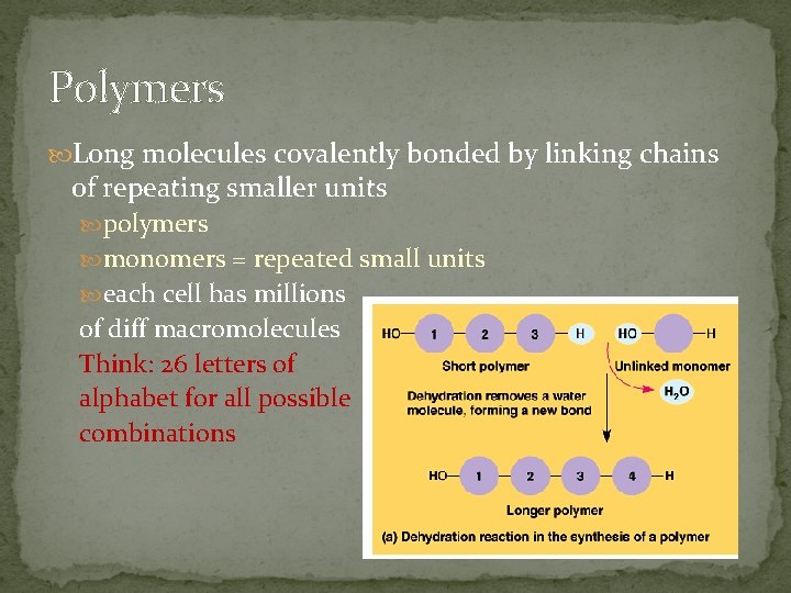 Polymers Long molecules covalently bonded by linking chains of repeating smaller units polymers monomers