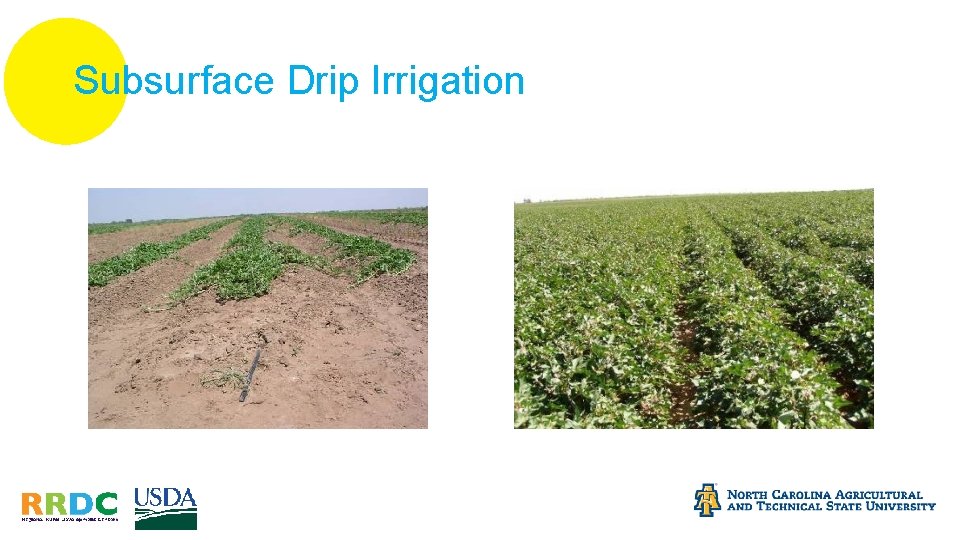 Subsurface Drip Irrigation 
