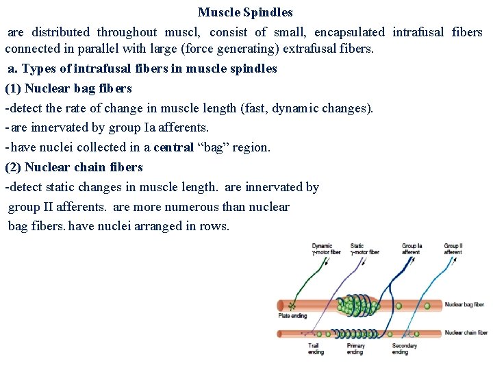 Muscle Spindles are distributed throughout muscl, consist of small, encapsulated intrafusal fibers connected in