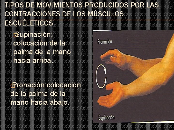 TIPOS DE MOVIMIENTOS PRODUCIDOS POR LAS CONTRACCIONES DE LOS MÚSCULOS ESQUÉLETICOS � Supinación: colocación TIPOS DE MOVIMIENTOS PRODUCIDOS POR LAS CONTRACCIONES DE LOS MÚSCULOS ESQUÉLETICOS � Supinación: colocación