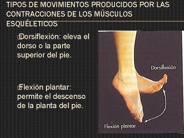 TIPOS DE MOVIMIENTOS PRODUCIDOS POR LAS CONTRACCIONES DE LOS MÚSCULOS ESQUÉLETICOS � Dorsiflexión: eleva TIPOS DE MOVIMIENTOS PRODUCIDOS POR LAS CONTRACCIONES DE LOS MÚSCULOS ESQUÉLETICOS � Dorsiflexión: eleva