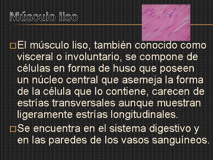 Músculo liso � El músculo liso, también conocido como visceral o involuntario, se compone Músculo liso � El músculo liso, también conocido como visceral o involuntario, se compone