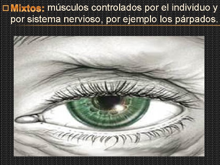 � músculos controlados por el individuo y por sistema nervioso, por ejemplo los párpados. � músculos controlados por el individuo y por sistema nervioso, por ejemplo los párpados.