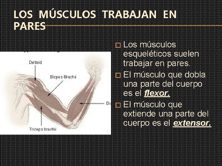 LOS MÚSCULOS TRABAJAN EN PARES Los músculos esqueléticos suelen trabajar en pares. � El LOS MÚSCULOS TRABAJAN EN PARES Los músculos esqueléticos suelen trabajar en pares. � El