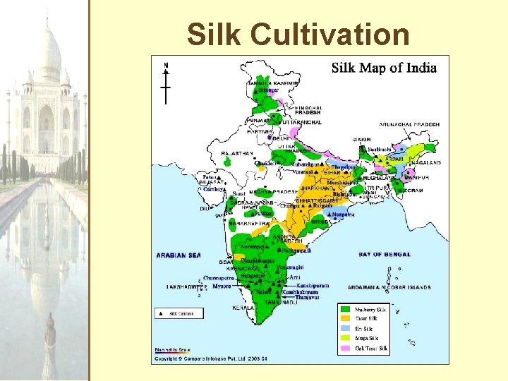 Silk Cultivation 