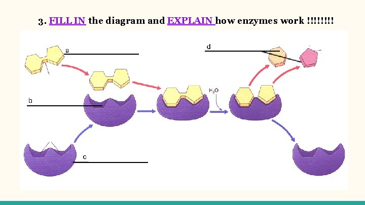 3. FILL IN the diagram and EXPLAIN how enzymes work !!!! 