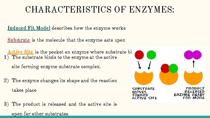 CHARACTERISTICS OF ENZYMES: Induced Fit Model describes how the enzyme works Substrate is the