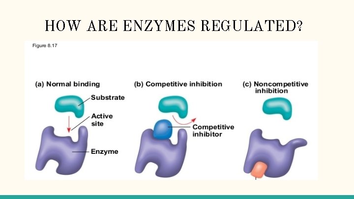 HOW ARE ENZYMES REGULATED? 