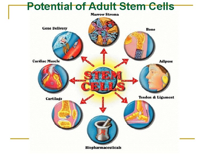 Potential of Adult Stem Cells 