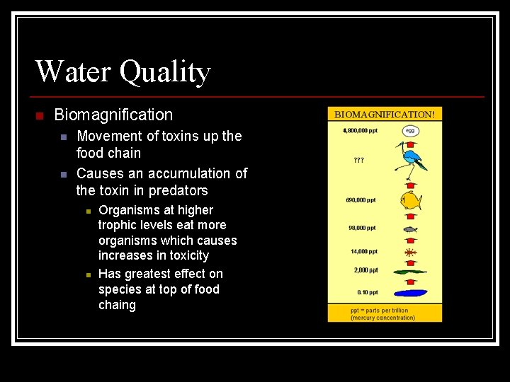 Water Quality n Biomagnification n n Movement of toxins up the food chain Causes Water Quality n Biomagnification n n Movement of toxins up the food chain Causes