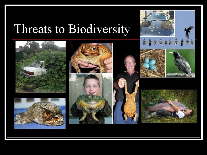 Threats to Biodiversity Threats to Biodiversity