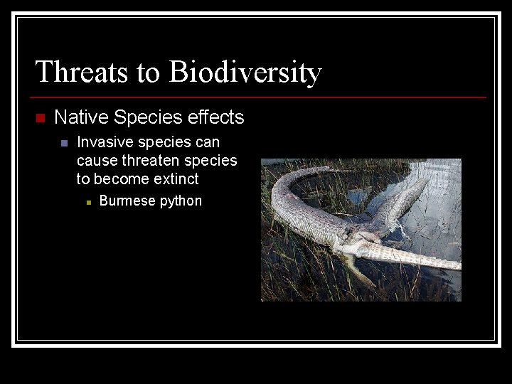 Threats to Biodiversity n Native Species effects n Invasive species can cause threaten species Threats to Biodiversity n Native Species effects n Invasive species can cause threaten species