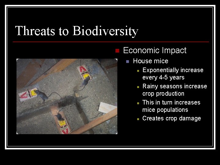 Threats to Biodiversity n Economic Impact n House mice n n Exponentially increase every Threats to Biodiversity n Economic Impact n House mice n n Exponentially increase every