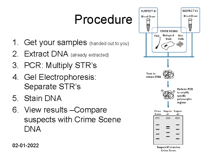 Procedure 1. 2. 3. 4. Get your samples (handed out to you) Extract DNA