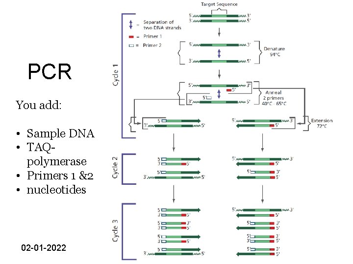 PCR You add: • Sample DNA • TAQpolymerase • Primers 1 &2 • nucleotides