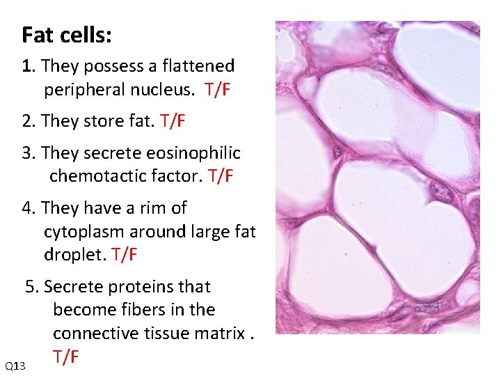 Fat cells: 1. They possess a flattened peripheral nucleus. T/F 2. They store fat.