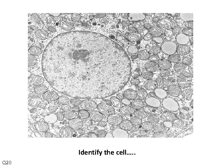 Identify the cell…. . Q 20 