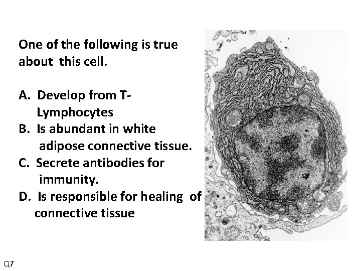 One of the following is true about this cell. A. Develop from TLymphocytes B.