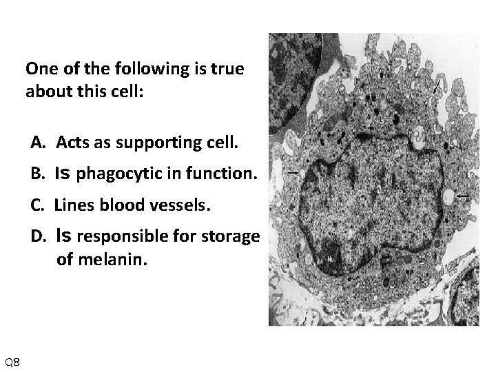 One of the following is true about this cell: A. Acts as supporting cell.