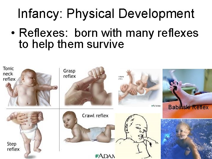 Infancy: Physical Development • Reflexes: born with many reflexes to help them survive Babinski Infancy: Physical Development • Reflexes: born with many reflexes to help them survive Babinski