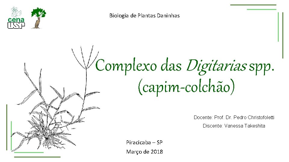 Biologia de Plantas Daninhas Complexo das Digitarias spp. (capim-colchão) Docente: Prof. Dr. Pedro Christofoletti