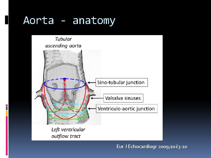 Aorta - anatomy Eur J Echocardiogr 2009; 10: i 3 -10 