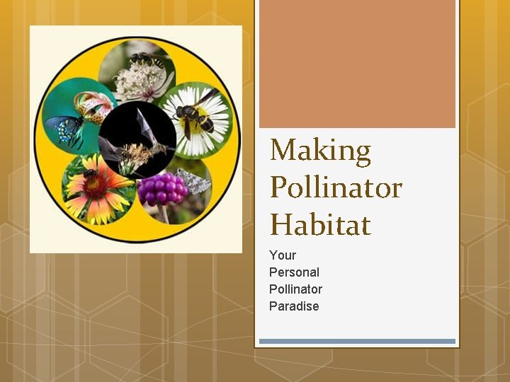 Making Pollinator Habitat Your Personal Pollinator Paradise 