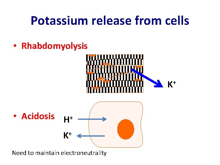 Potassium release from cells • Rhabdomyolysis K+ • Acidosis H+ K+ Need to maintain