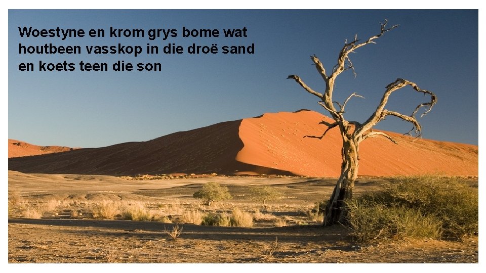 Woestyne en krom grys bome wat houtbeen vasskop in die droë sand en koets