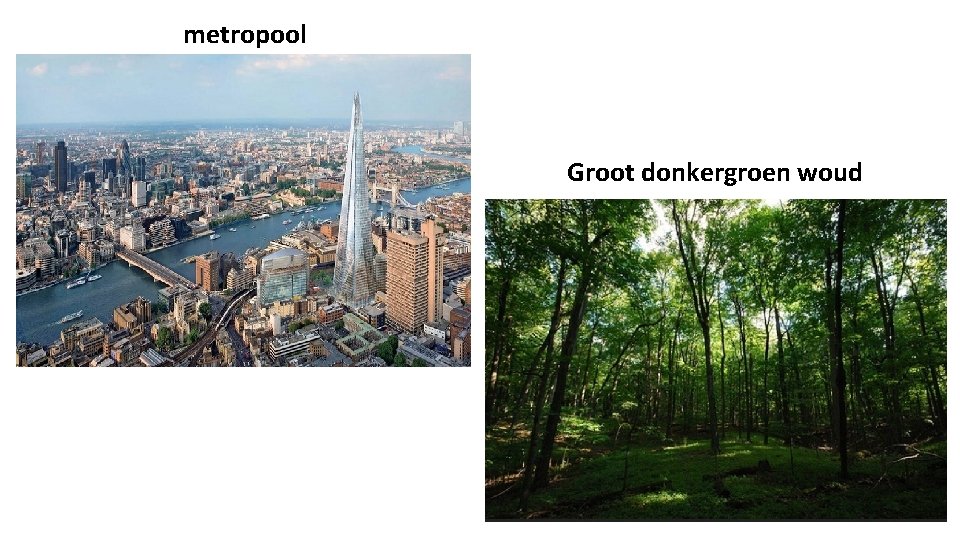 metropool Groot donkergroen woud 