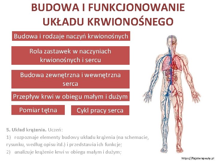 BUDOWA I FUNKCJONOWANIE UKŁADU KRWIONOŚNEGO Budowa i rodzaje naczyń krwionośnych Rola zastawek w naczyniach