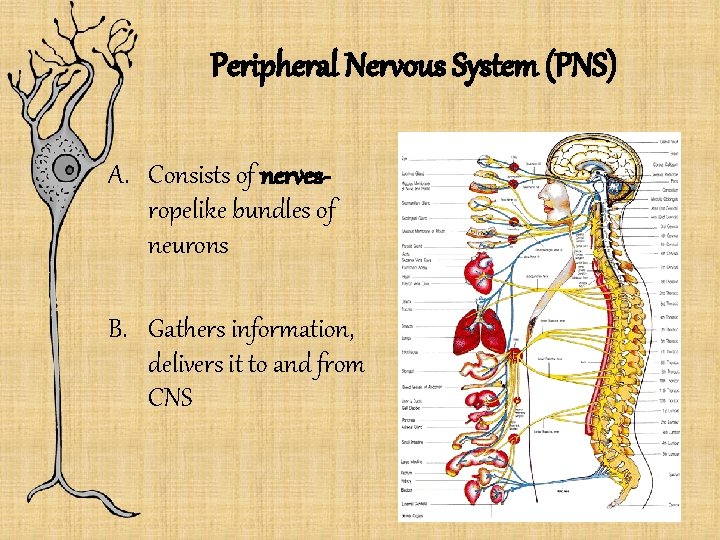 Peripheral Nervous System (PNS) A. Consists of nervesropelike bundles of neurons B. Gathers information,