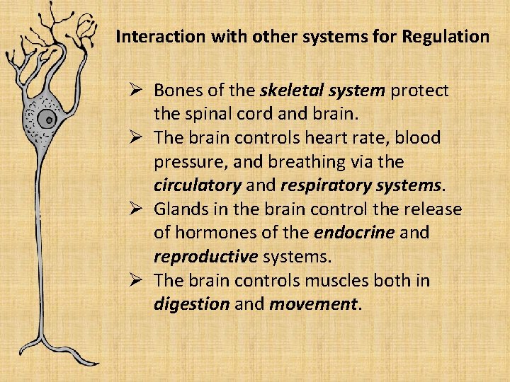 Interaction with other systems for Regulation Ø Bones of the skeletal system protect the